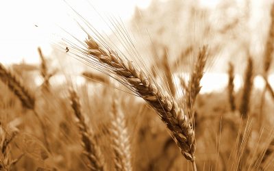 Landwirtschaft – Unser täglich Brot!