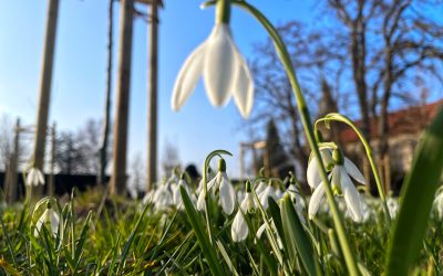 Auch 2026 heißt es wieder: „Apfelfest auf dem Kirchbrink“